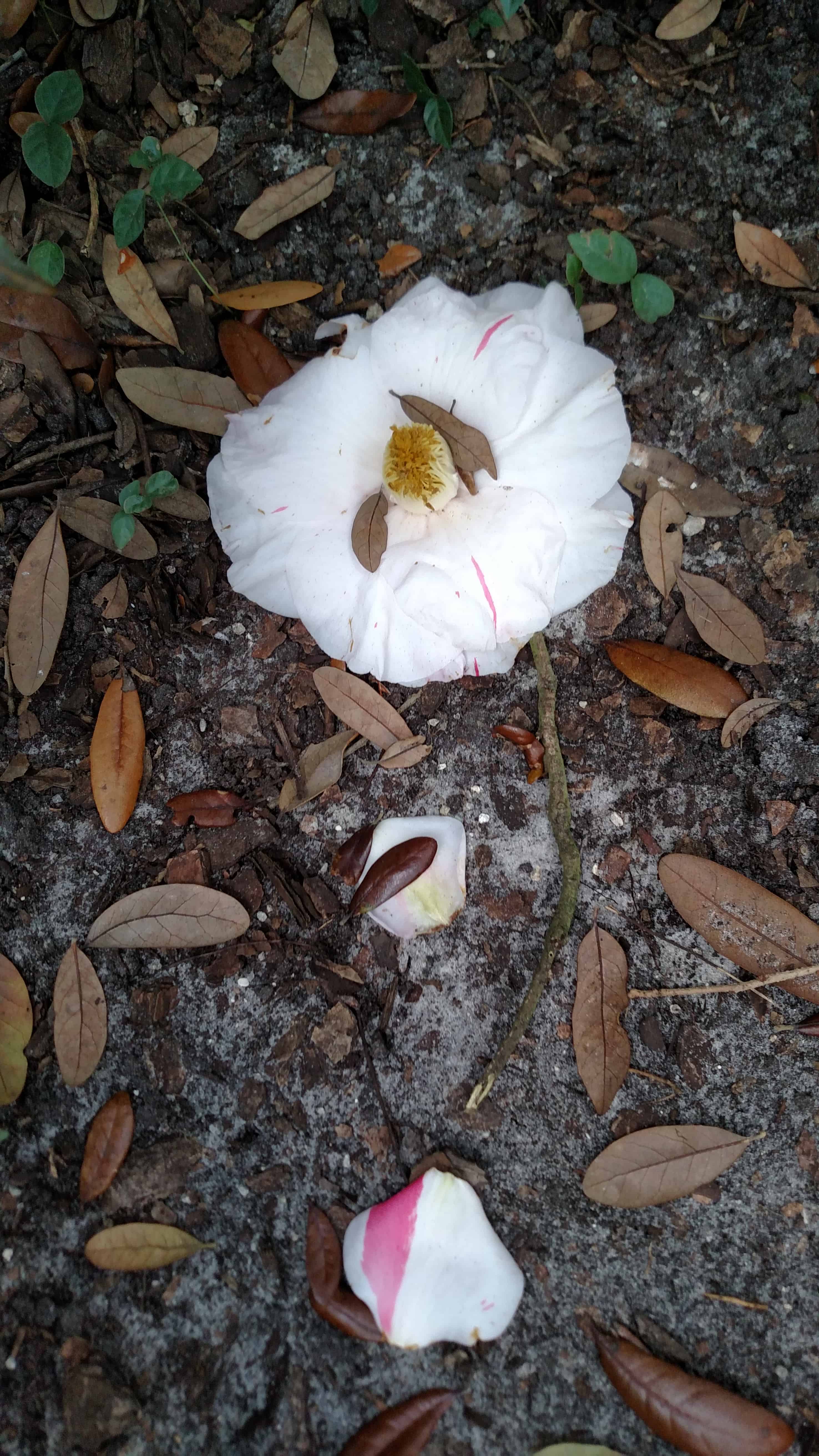 Flower bloom on the floor - Movement and pain